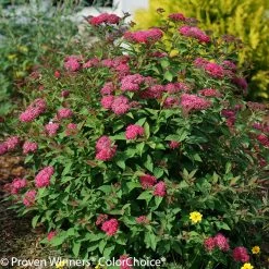 Double Play® Doozie Spirea -Garden Plant Store Double Play Doozie Spirea Bush Blooming 13553.1523325180