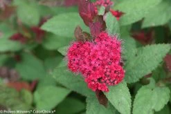 Double Play® Doozie Spirea -Garden Plant Store Double Play Doozie Spirea Flowers Close Up 64132.1523325230