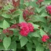 Double Play® Doozie Spirea -Garden Plant Store Double Play Doozie Spirea Flowers and Leaves 88929.1523325227