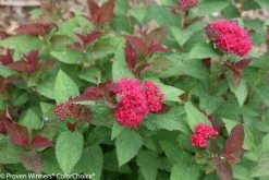 Double Play® Doozie Spirea