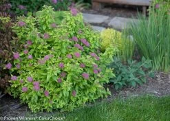 Double Play® Gold Spirea 17 Double Play® Gold Spirea -Garden Plant Store Double Play Gold Spirea Blooming in the Garden 34039.1523325329