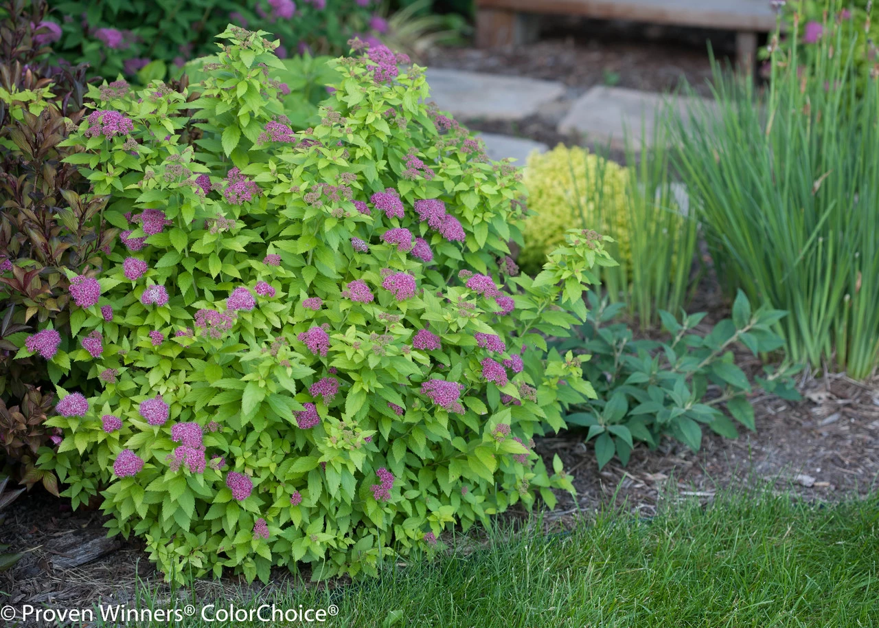 Double Play® Gold Spirea 10 Double Play® Gold Spirea - Image 8