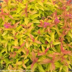 Double Play® Gold Spirea 12 Double Play® Gold Spirea -Garden Plant Store Double Play Gold Spirea Fall Foliage 58253.1523325317