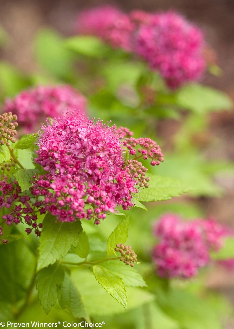 Double Play® Gold Spirea 4 Double Play® Gold Spirea - Image 2