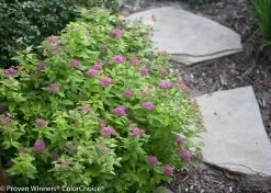 Double Play® Gold Spirea 16 Double Play® Gold Spirea -Garden Plant Store Double Play Gold Spirea Next To Garden Path 92016.1523325332