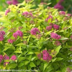 Double Play® Gold Spirea