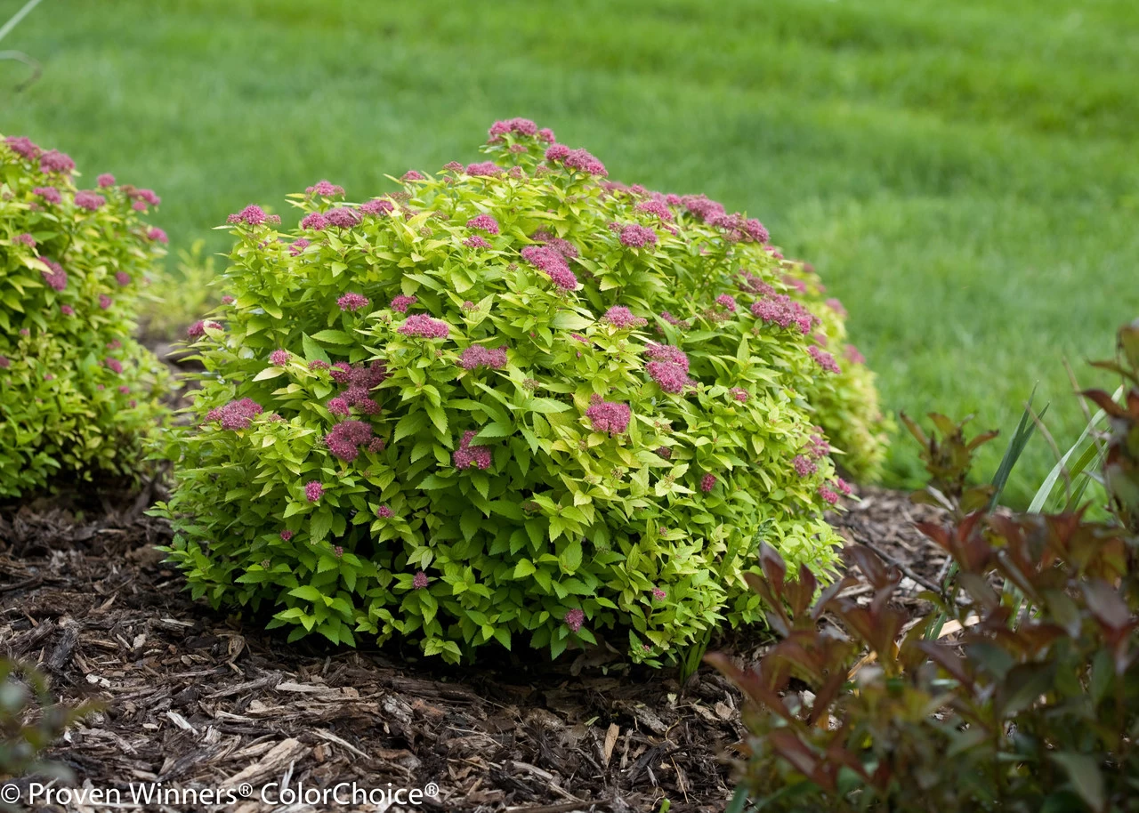 Double Play® Gold Spirea 8 Double Play® Gold Spirea - Image 6