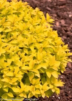 Double Play® Gold Spirea 13 Double Play® Gold Spirea -Garden Plant Store Double Play Gold Spirea With Yellow Leaves 46148.1523325321