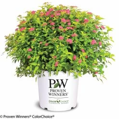 Double Play® Gold Spirea 14 Double Play® Gold Spirea -Garden Plant Store Double Play Gold Spirea in Proven Winners Pot 95192.1523325324
