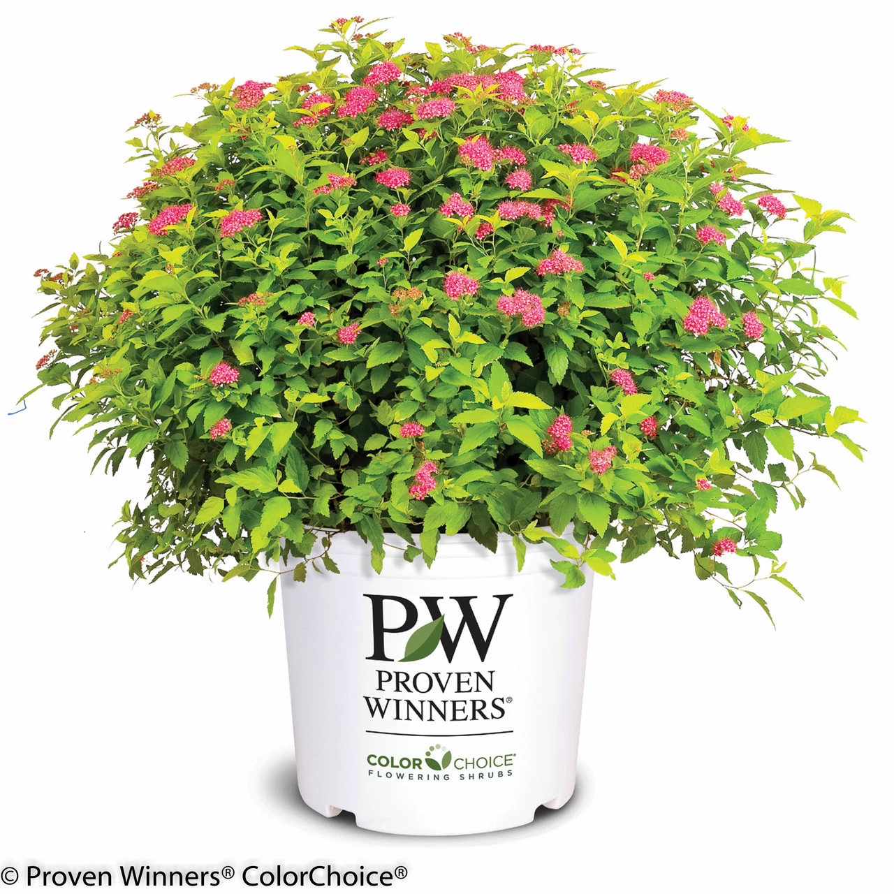 Double Play® Gold Spirea 7 Double Play® Gold Spirea - Image 5