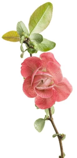 Double Take Pink Quince 9 Double Take Pink Quince -Garden Plant Store Double Take Pink Chaenomeles Pink Blooms on Stem 60826.1549755037