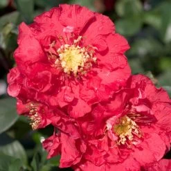 Double Take Pink Quince