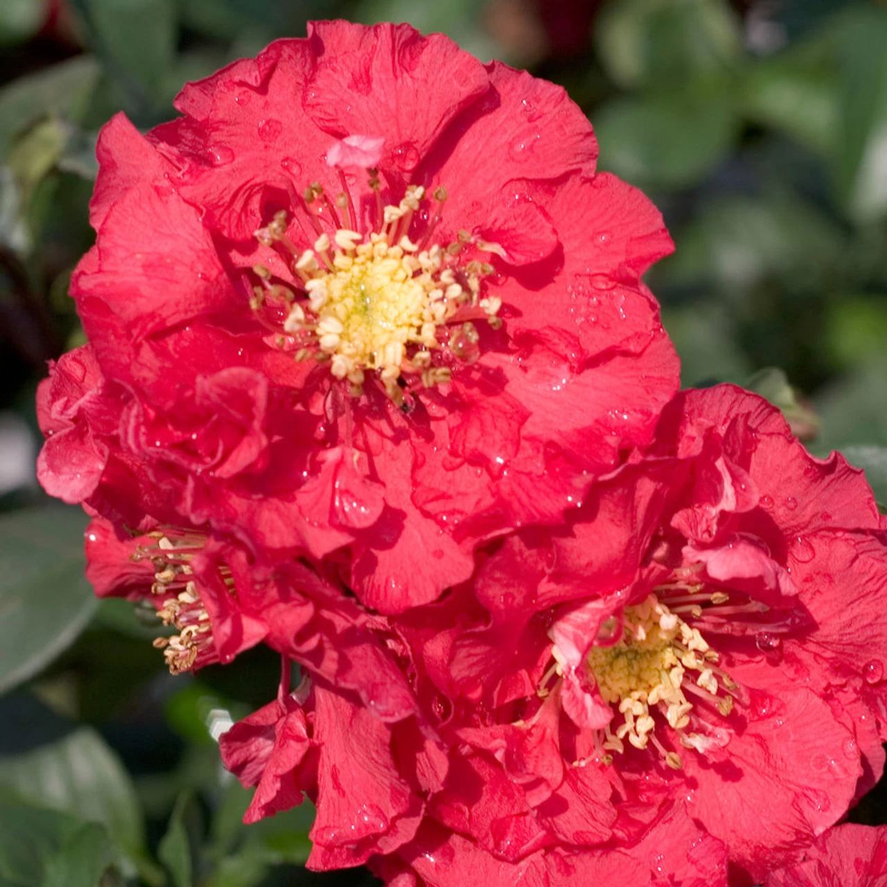 Double Take Pink Quince 3 Double Take Pink Quince