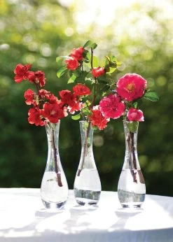 Double Take Pink Quince 8 Double Take Pink Quince -Garden Plant Store Double Take Pink Quince with Other Dobule Take Quinces 85103.1549755037