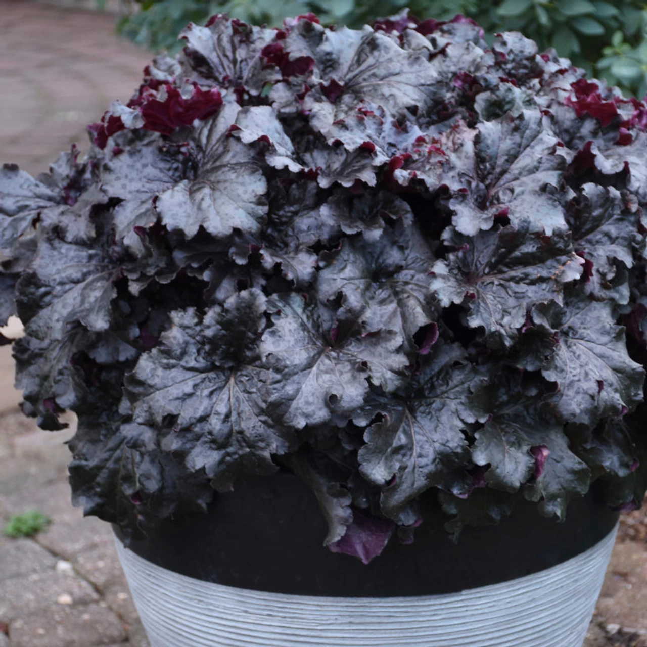 Dressed Up Evening Gown Coral Bells