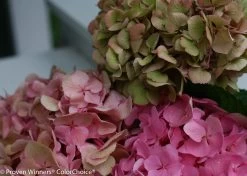 Let's Dance® Big Easy® Hydrangea -Garden Plant Store Dried Lets Dance Big Easy Hydrangea Flowers 52782.1517773020