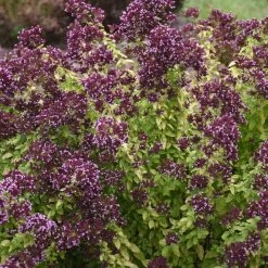 Drops Of Jupiter Ornamental Oregano