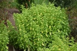 Drops Of Jupiter Ornamental Oregano -Garden Plant Store Drops of Jupiter Ornamental Oregano Foliage 00377.1611956957
