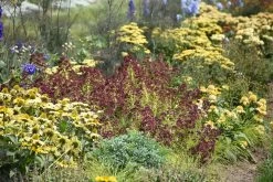 Drops Of Jupiter Ornamental Oregano -Garden Plant Store Drops of Jupiter Ornamental Oregano Plants in the Sunlight 02750.1611956955