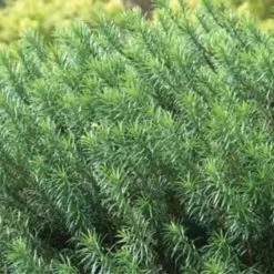 Duke Gardens Plum Yew 7 Duke Gardens Plum Yew -Garden Plant Store Duke Gardens Plum Yew 1 89005.1670030960