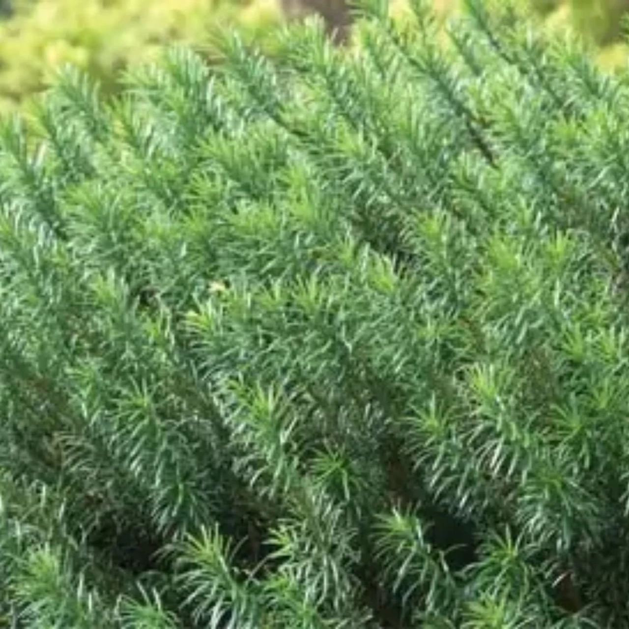 Duke Gardens Plum Yew 5 Duke Gardens Plum Yew - Image 3