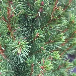 Dwarf Alberta Spruce