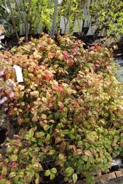 Dwarf Firepower Nandina -Garden Plant Store Dwarf Nandina Firepower Bush 04237.1501548600