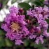 Early Bird Purple Crape Myrtle 2 Early Bird Purple Crape Myrtle -Garden Plant Store Early Bird Purple Crape Myrtle Blooms 96585.1500244027 Cropped compressor 81405.1507168200