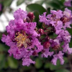 Early Bird Purple Crape Myrtle
