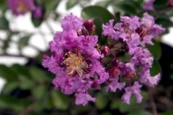 Early Bird Purple Crape Myrtle -Garden Plant Store Early Bird Purple Crape Myrtle Blooms 96585.1507168202