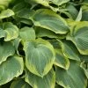 Earth Angel Hosta -Garden Plant Store Earth Angel Hosta Foliage 06324.1649188465
