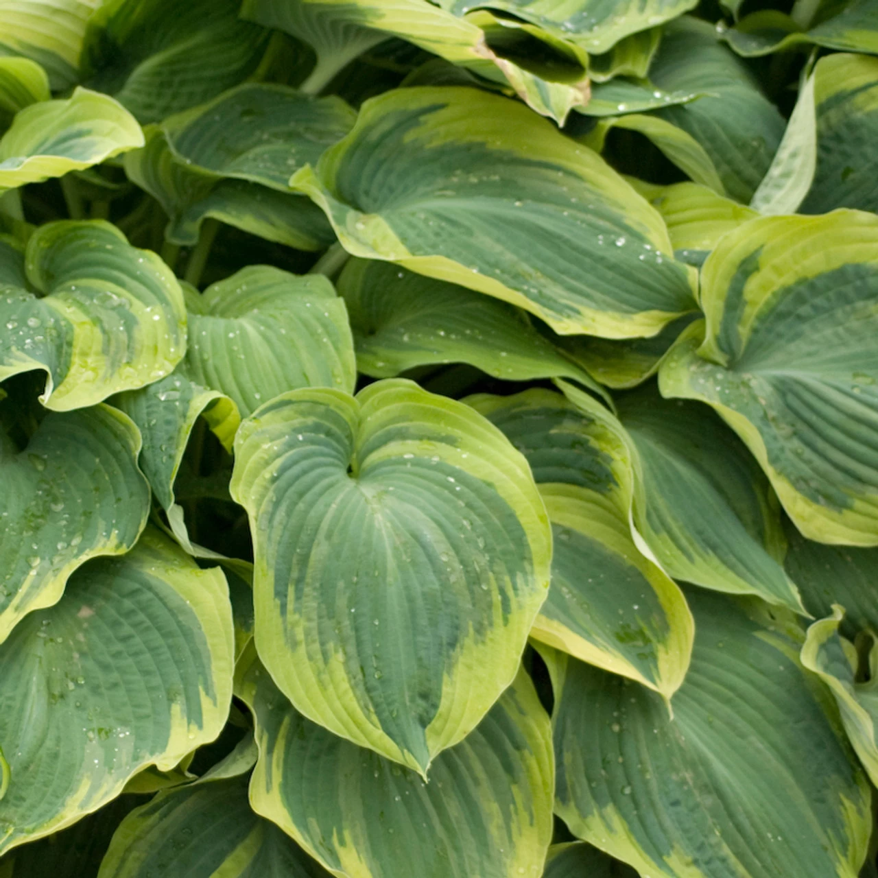 Earth Angel Hosta 3 Earth Angel Hosta