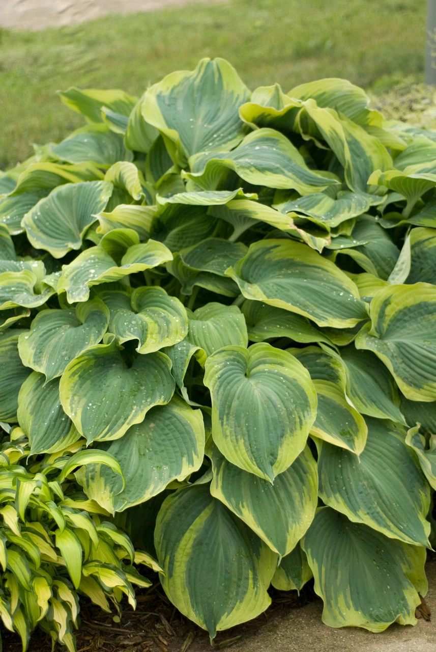Earth Angel Hosta 4 Earth Angel Hosta - Image 2