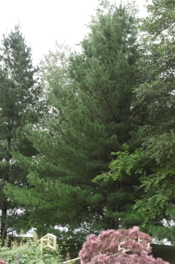 Eastern White Pine -Garden Plant Store Eastern White Pine Growing in the Landscaping 29991.1647290531