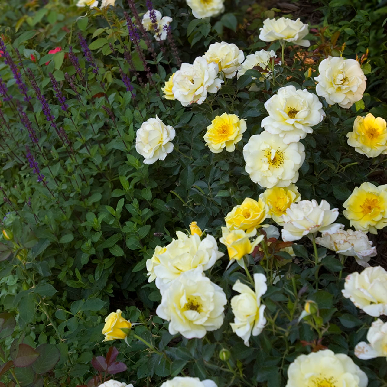 Easy Elegance® Yellow Submarine Rose 4 Easy Elegance® Yellow Submarine Rose - Image 2