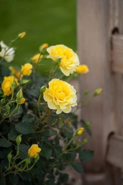 Easy Elegance® Yellow Submarine Rose 14 Easy Elegance® Yellow Submarine Rose -Garden Plant Store Easy Elegance Yellow Submarine Rose Starting to Bloom 51100.1650554335