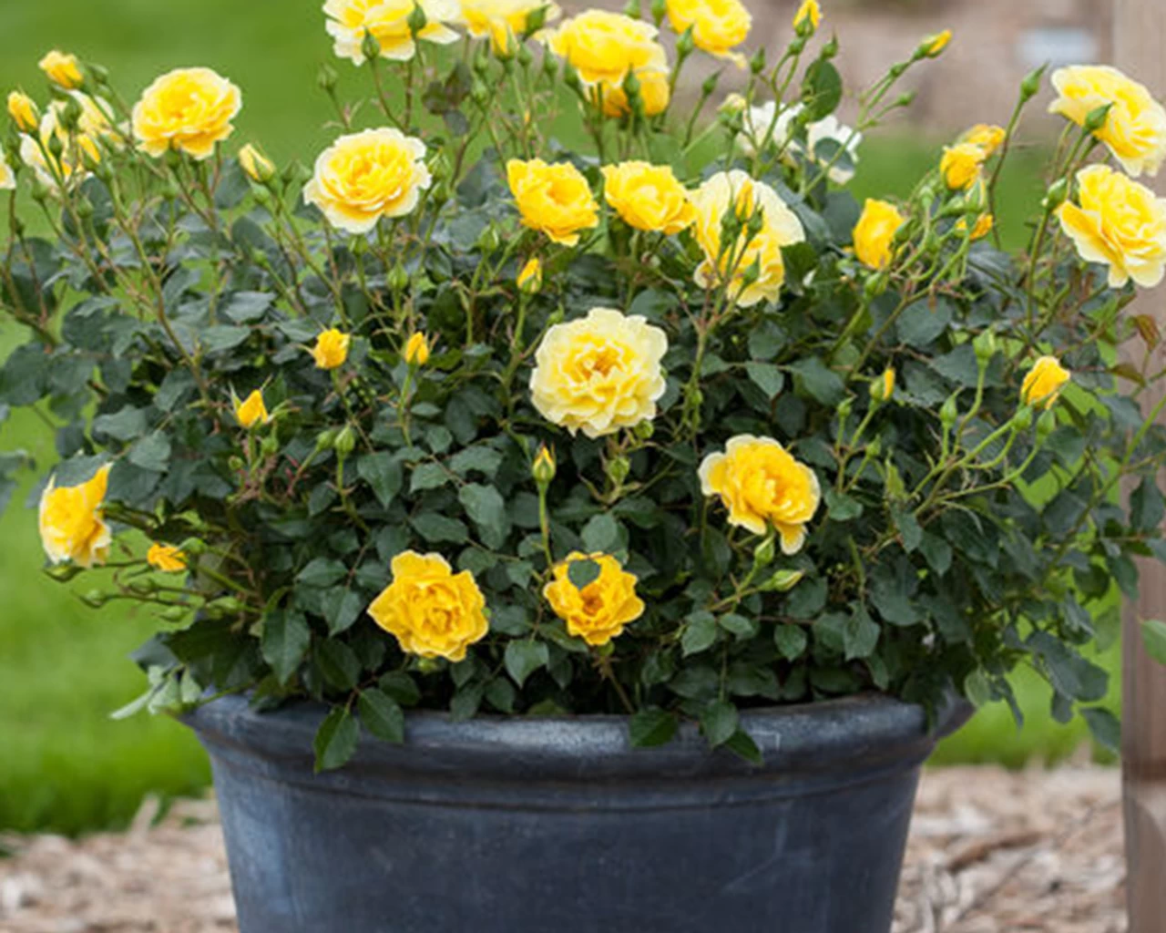 Easy Elegance® Yellow Submarine Rose 6 Easy Elegance® Yellow Submarine Rose - Image 4