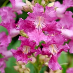 El Niño Desert Orchid -Garden Plant Store El Nino Desert Orchid Flowers Close Up 28363.1675086266