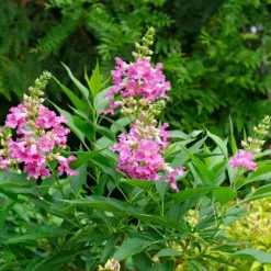 El Niño Desert Orchid -Garden Plant Store El Nino Desert Orchid Growing in the Yard 93944.1675086288