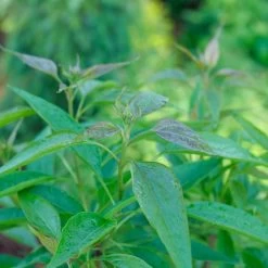 El Niño Desert Orchid -Garden Plant Store El Nino Desert Orchid Leaves Close Up 18508.1675086325