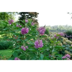 El Niño Desert Orchid -Garden Plant Store El Nino Desert Orchid in the Garden 44383.1675086312