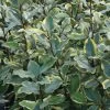 Olive Martini Elaeagnus -Garden Plant Store Eleagnus Olive Martini Foilage 45150.1500243064 Cropped 95518.1501904257