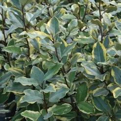 Olive Martini Elaeagnus