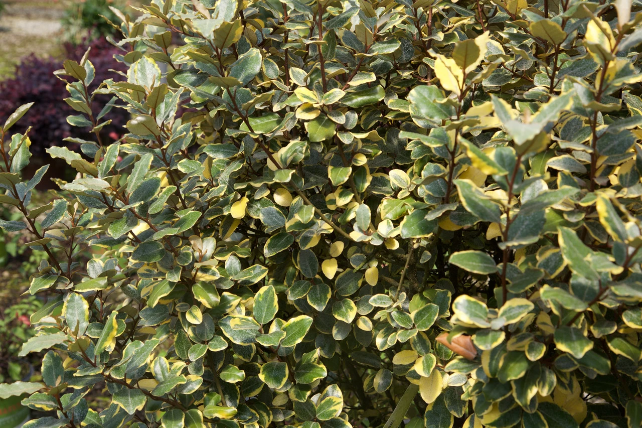 Olive Martini Elaeagnus 4 Olive Martini Elaeagnus - Image 2