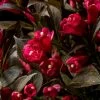 Electric Love® Weigela -Garden Plant Store Electric Love Weigela Blooming 36181.1650553301