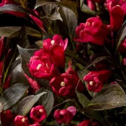 Electric Love® Weigela