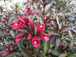 Electric Love® Weigela -Garden Plant Store Electric Love Weigela Flowers and Foliage Close Up 98662.1650553338