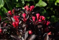 Electric Love® Weigela -Garden Plant Store Electric Love Weigela Growing in the Sunlight 64410.1650553322