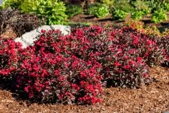 Electric Love® Weigela -Garden Plant Store Electric Love Weigela Shrubs Mass Planted 84973.1650553336