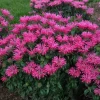 Electric Neon Pink Bee Balm -Garden Plant Store Electric Neon Pink Bee Balm Blooming 19551.1649169732